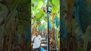 Experience of Mr Vishal Agarwal on Fasal IoT device (personal weather station) in Banana crop