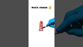 human finger 🤞 #human #biology #facts