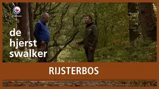 HJERSTSWALKER: Rijsterbos