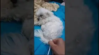 🤣🤣Максим Сергеевич сел🤣🤣 #собака #животные #юмор
