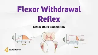 Motor Units Summation | Flexor Withdrawal Reflex