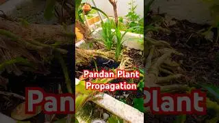 Pandan Plant Propagation from Young Shoot #propagation #pandan