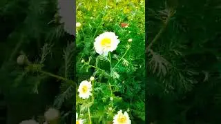 Oriental Poppy And Daisy Flower🌼🌿🌿