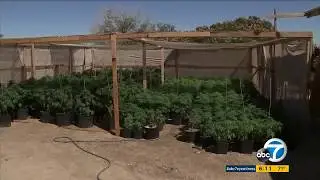 Pot bust seizes 3,000 marijuana plants after neighbors complain of pungent smell | ABC7