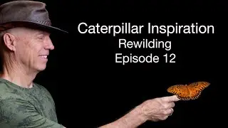 Caterpillar Inspiration Rewilding  Episode 12