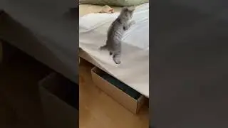 The Kitten Launch Fail #funny #pet #cat