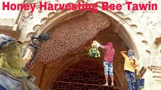 #Honey Harvesting Honey - Bee Master in Taiwan Ep- 476 By @Sarvaivel_Rad #honeybee #bees #shorts