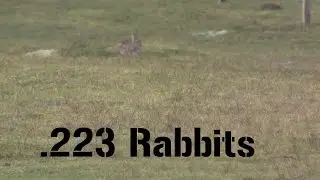 Suppressed .223 Rabbit Hunting