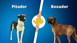 Pitador VS Boxador | Boxador vs Pitador  dog breed comparison | Mix breed