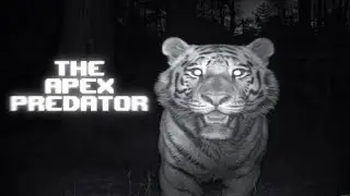 Why the Tiger Rules the Jungle: Apex Predator Explained