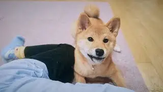 そいね