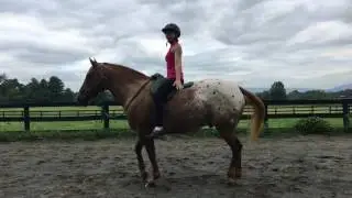 Want to learn the basics of yoga on horseback       Horse Tack Company