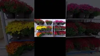Different types of Canadian Flowers #different #type #canadian #flowers #london#ontario #canada