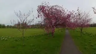 The Harrogate Stray no2