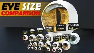 Eye Size Comparison | Animal Eye Comparison