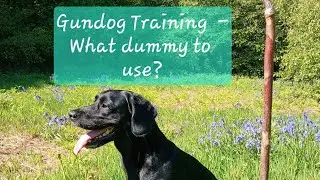 Gundog Training  - what dummy to use?