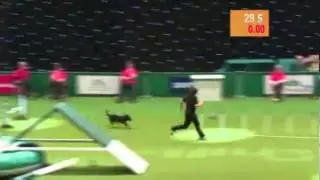 Dog Agility Competition Fail