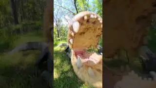 Аллигатор кусает камеру!! #Аллигатор #Животные #Рептилия