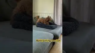 Nero throws his ball - training session