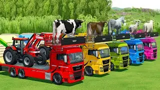 TRANSPORTING COWS, SHEEPS, HORSES, BULLS, GOATS & TRACTORS WITH MAN TRUCKS - FS22