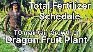 Total Fertilizer Schedule to maintain Growth of Dragon Fruit Plant || #dragonfruitfarming 