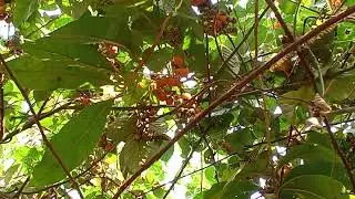 Berry 🫐  || eating berry ||  hat kotarera