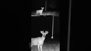 Nice bases! Are you starting to see some nice bucks?