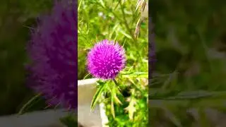 Canada Thistle (Cirsium arvense)