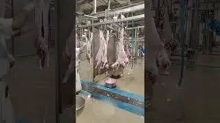 #dubai #sharjah #slaughter house
