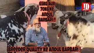 65-70kgs ke Andul Barbari | Breeder Quality Andul Barbari | Available at JD | JD Goat Farm