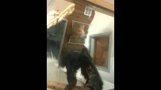 Crazy red faced spider monkey wanting my son