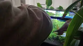 Aquarium Heater Review