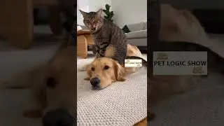 😂🐾The cat is the boss of the family #funny #pets #animals