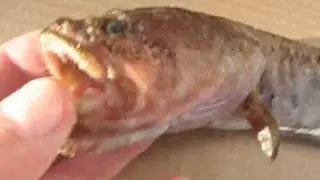 Marbled Eelpout: Lycodes raridens