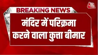 Breaking News: Bijnor में मंदिर में परिक्रमा करने वाला Viral Dog हुआ बीमार, इलाज में जुटे डॉक्टर