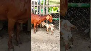 Mom Mill secretly gave birth since yesterday #shorts #goat #animals