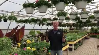 Annual Plant Maintenance Tips