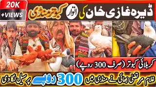 Kabootar Mandi | DGKhan Latest Update 31Vlog | DGKhan Kabutar Mandi | Mandi Mai Kabuter 300 Pr SeLL 