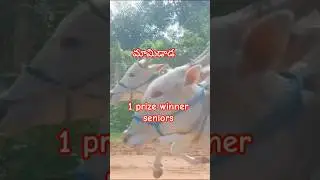 1 prize winner at mamidada senior race 🏆🐂🐂#viral