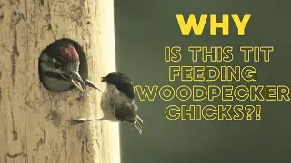 100 Seconds of Nature -  unusual Bird Feeding Behavior #100sekundennatur #wildlife #documentary