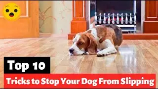 How To Stop Your Dog From Slipping On Floors? Know Top 10 Easy Tricks