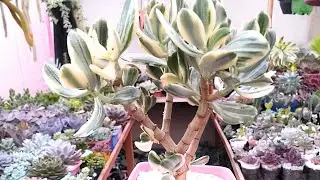 Coleção incrível de suculentas com formato de árvore + identificação #suculentas #plantas