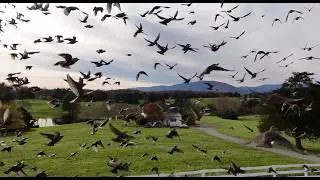 Flight in Sync: A Drone Joins a Bird Migration