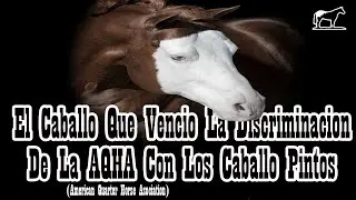 GUNNER GUNNER GUNNER (Colonel Smokin Gun)🐴-Del Cerro Soy