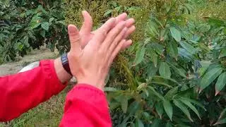 玉荷包荔枝疏花方式分享