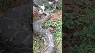 fast time rescue Indian rock python