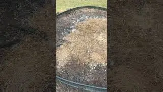 Quickest way to build a pollinator garden #shorts #backyardgardening
