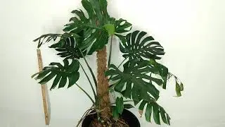 Discount, Neglected, Unloved, Forgotten, Outdoor Climbing Monstera For Sale - Etsy RedneckShrek