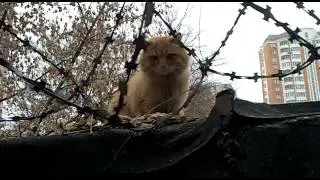 Знакомьтесь рыжий пушистый кот охранник