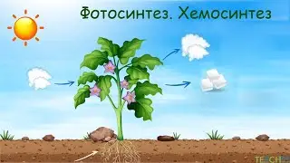 Фотосинтез. Хемосинтез